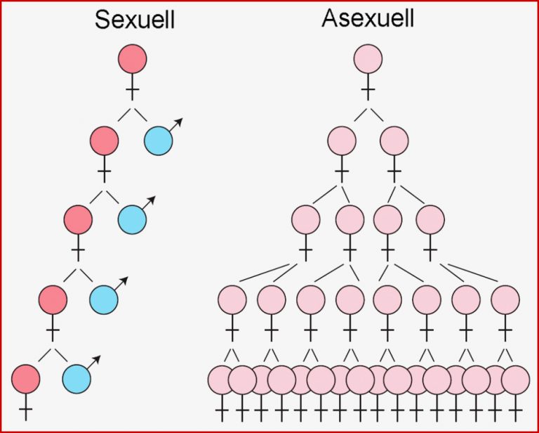 Die Optimierung des Immunsystem