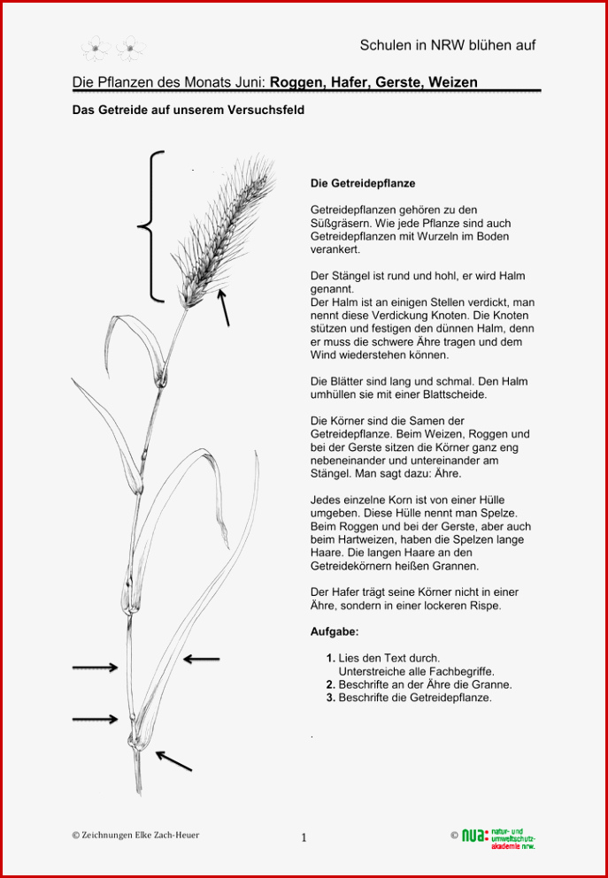 Die Pflanzen Des Monats Juni Roggen Hafer Gerste Weizen2