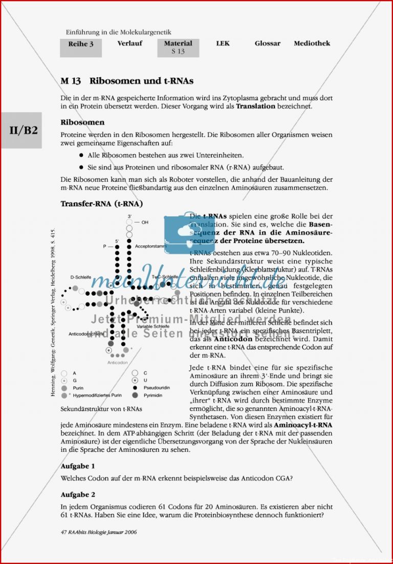 Die Proteinbiosynthese Rna Genetischer Code