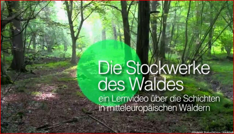 Die Stockwerke Des Waldes Einleitung