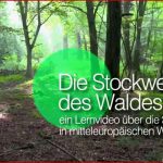 Die Stockwerke Des Waldes Einleitung