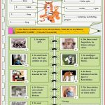 Die Tiere Die Katze