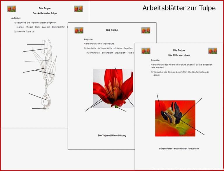 Die Tulpe Arbeitsblätter Ideen Arbeitsblätter