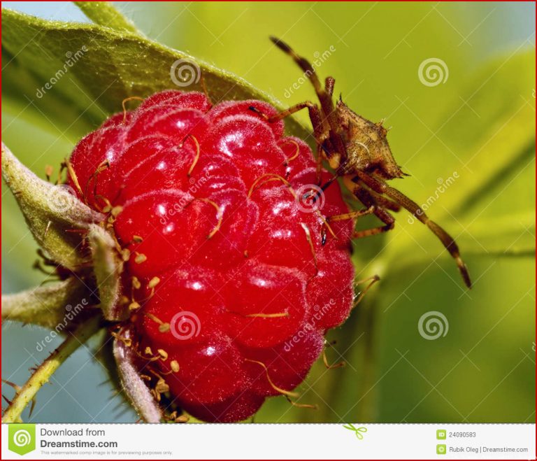 Die Wanze auf Himbeere stockbild Bild von reif saft