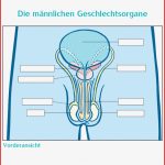 Die Weiblichen Geschlechtsorgane Vorderansicht