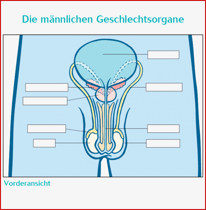 Die Weiblichen Geschlechtsorgane Vorderansicht zum Herunterladen Die Weiblichen Geschlechtsorgane Vorderansicht