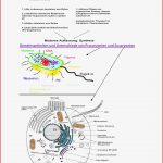 Die Zelle Zusammenfassung Uni Jena Studocu