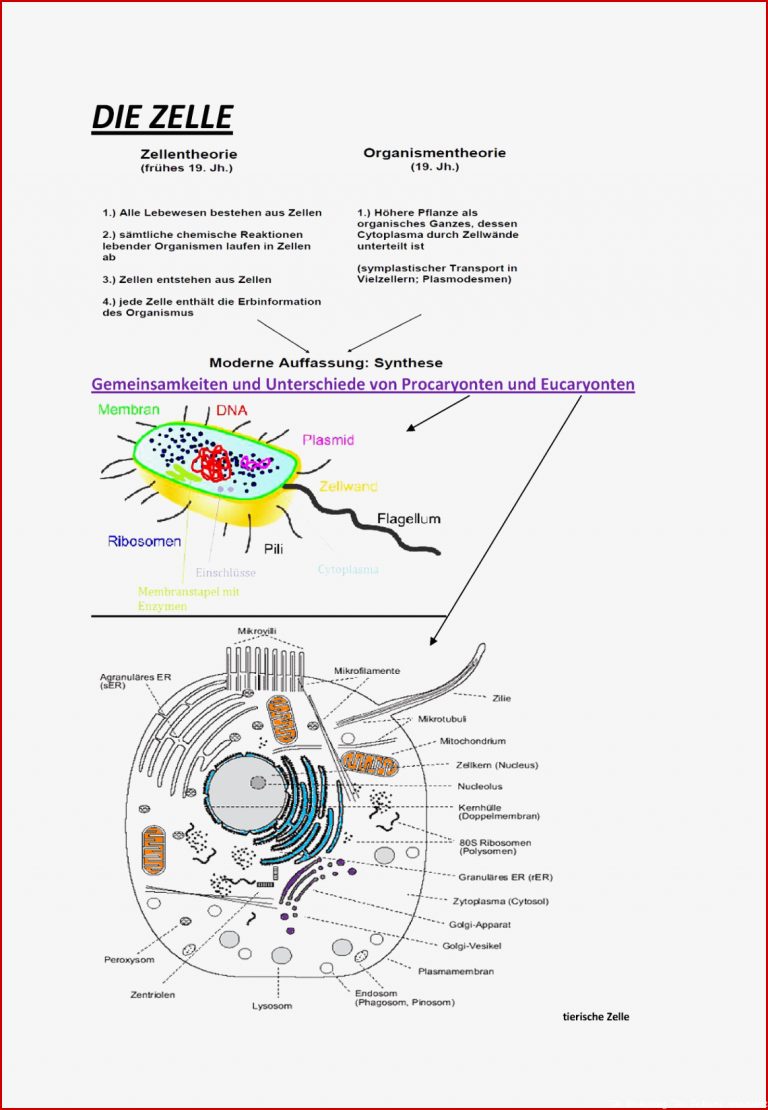Die Zelle Zusammenfassung Uni Jena Studocu
