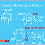 Disaccharide â¢ Bildung, Beispiele Â· [mit Video]