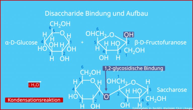 Disaccharide â¢ Bildung, Beispiele Â· [mit Video]