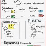 Dna Puzzle Arbeitsblatt Debbie Preston Schule