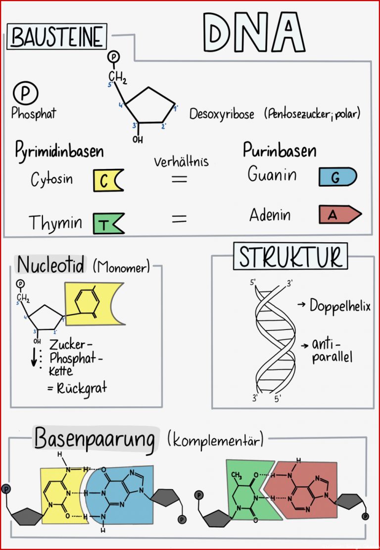 Dna Puzzle Arbeitsblatt Debbie Preston Schule