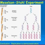 Dna Replication and Pcr