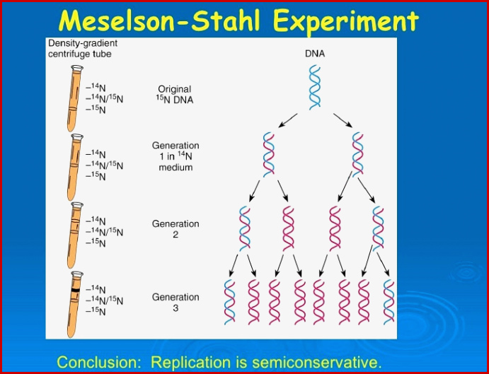 Dna Replication and Pcr