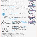 Dna Replikation Arbeitsblatt Casey Dann Grundschule