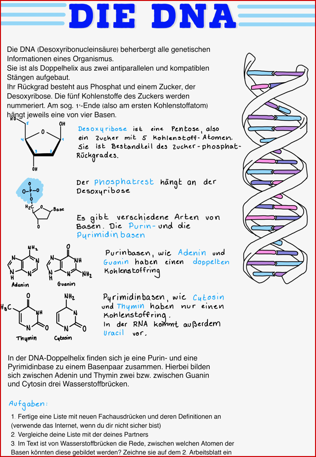 Dna Replikation Arbeitsblatt Casey Dann Grundschule