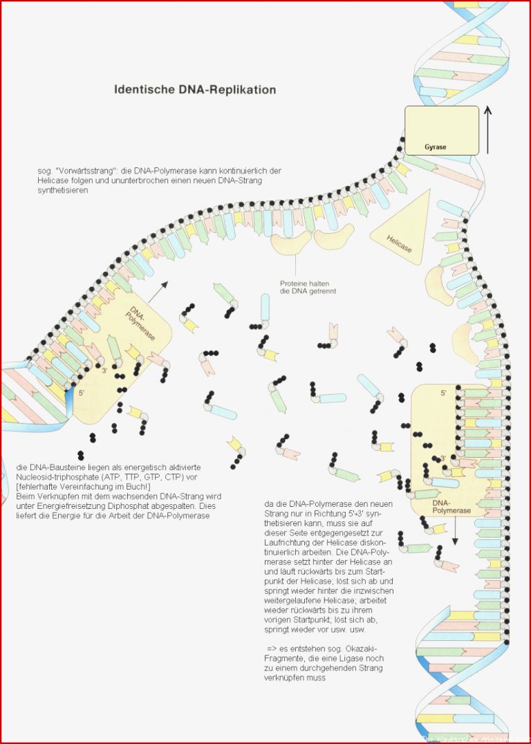 Dna Replikation Arbeitsblatt Klett