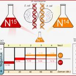 Dosya Meselson Stahl Experiment Diagram Trg Vikipedi