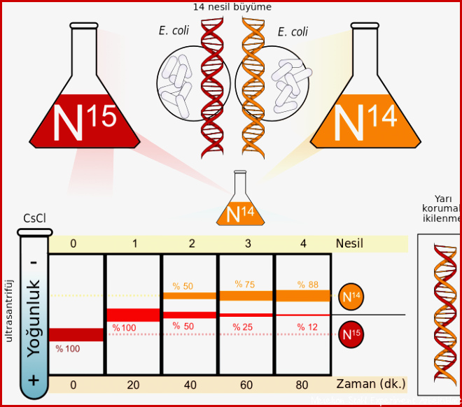 Dosya Meselson stahl experiment diagram trg Vikipedi