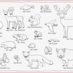 Download Als Pdf Natur – Wald Tiere Pflanzen – Henkel