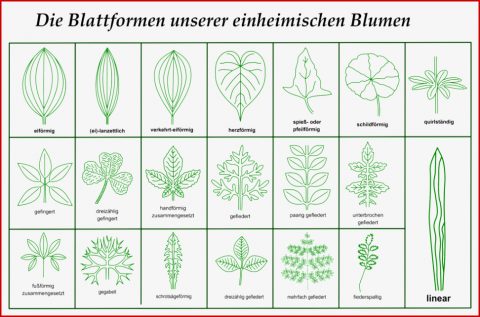 Downloads Herunterladbare Inhalte – Blumen Und Natur