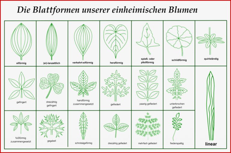 Downloads Herunterladbare Inhalte – Blumen und Natur