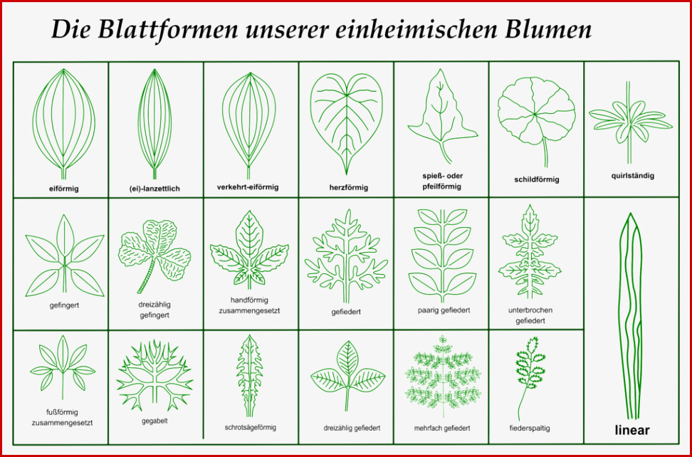 Downloads Herunterladbare Inhalte – Blumen Und Natur