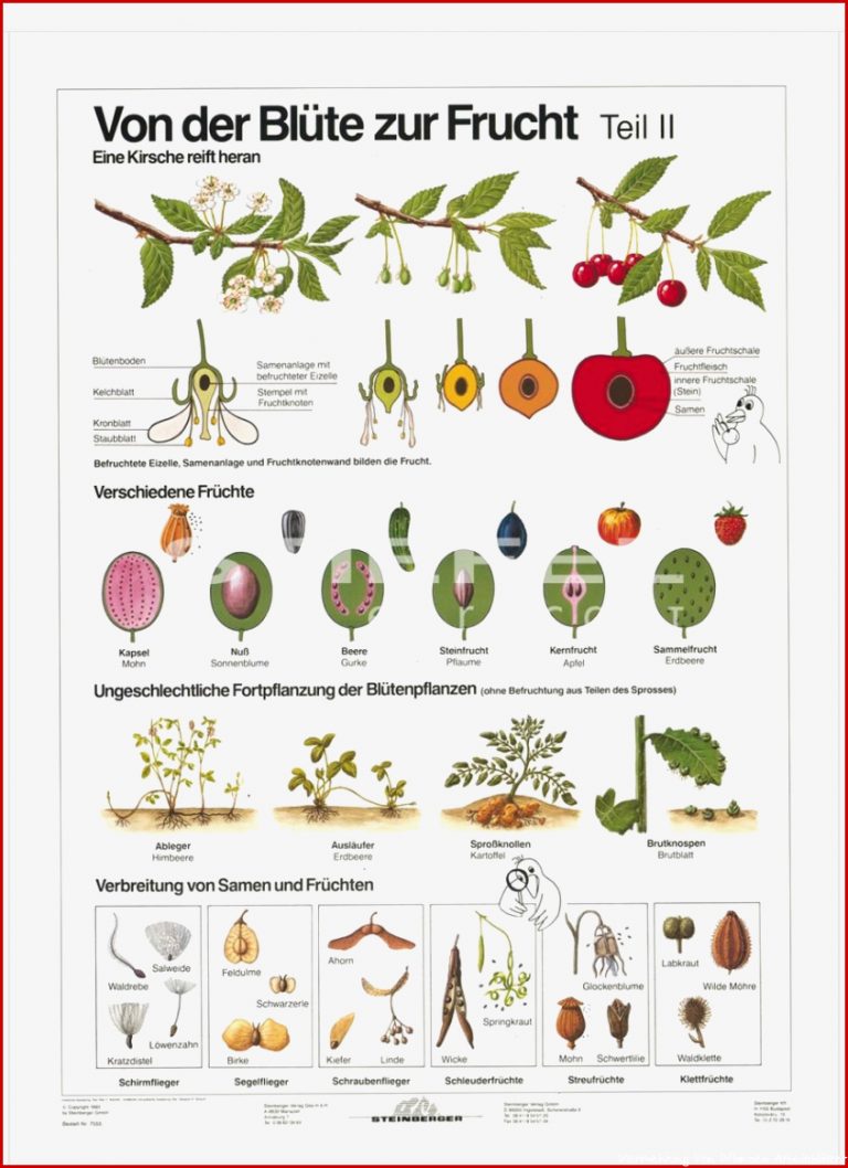 DUO Blüte zur Frucht Teil II Lernkarte Kostenlosen Download DUO Blüte zur Frucht Teil II Lernkarte