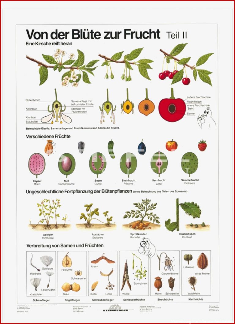 DUO Blüte zur Frucht Teil II Lernkarte