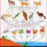 Education Chart Of Biology for Food Web Diagram — Stock