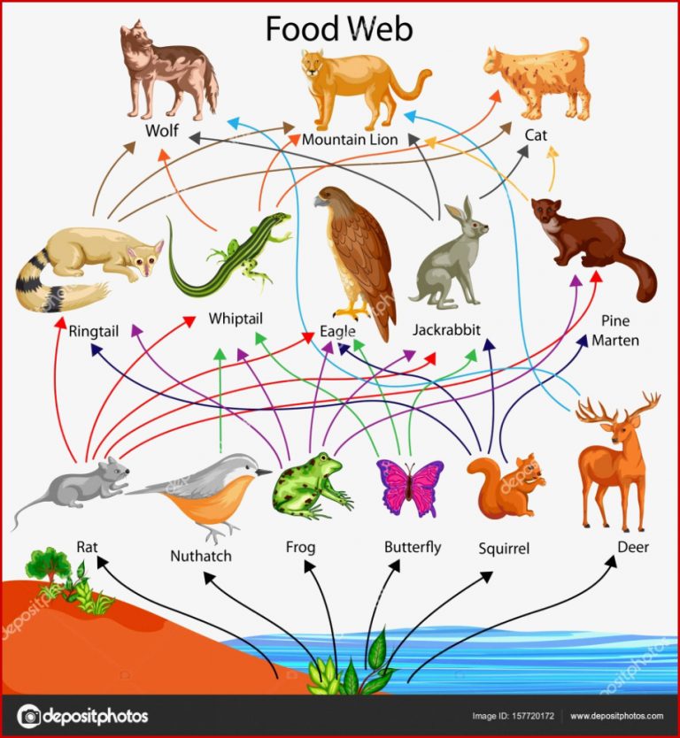 Education Chart of Biology for Food Web Diagram — Stock