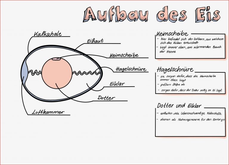 Ei Untersuchen Sketchnote – Unterrichtsmaterial In Den