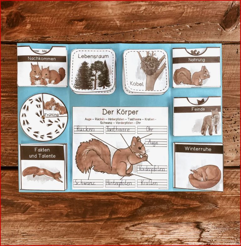 Eichhörnchen Lapbook – Unterrichtsmaterial im Fach