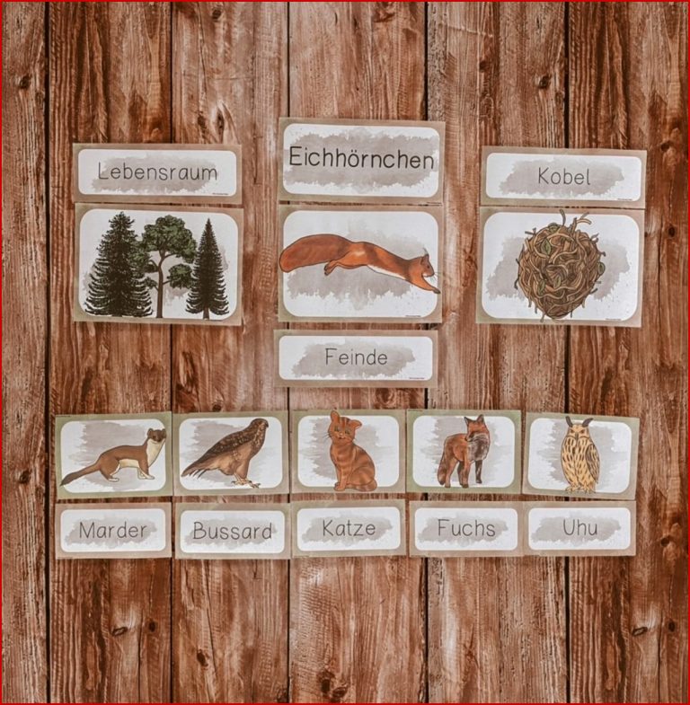 Eichhörnchen Tafelmaterial Bild und Wortkarten
