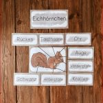 Eichhörnchen Tafelmaterial Bild Und Wortkarten