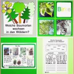 Einstieg thema Wald Grundschule Maria Bs Schule