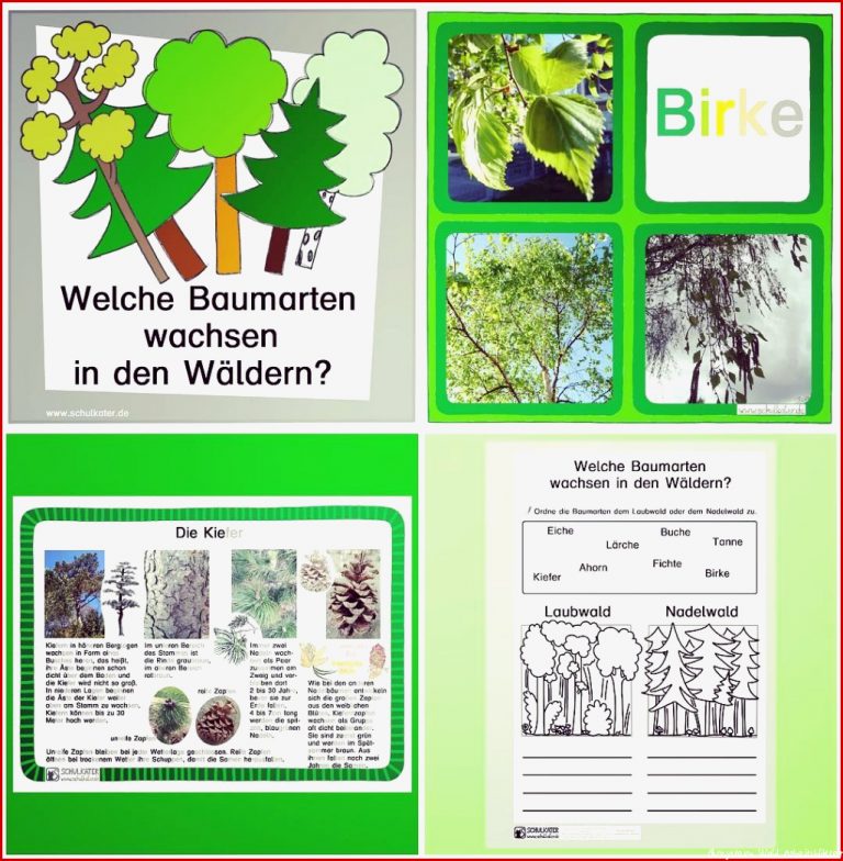 Einstieg Thema Wald Grundschule Maria bs Schule