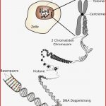 Einzigartig Aufbau Eines Chromosoms