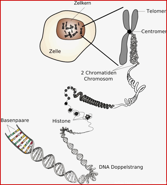 Einzigartig Aufbau Eines Chromosoms