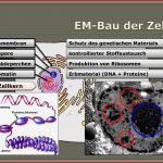 Elektronenmikroskopisches Bild Der Zelle