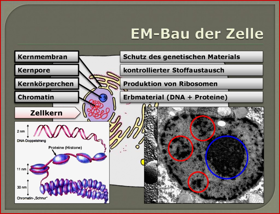 Elektronenmikroskopisches Bild Der Zelle