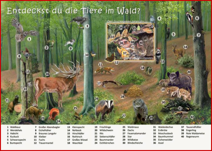 Entdeckst Du Tiere Im Wald