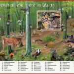 Entdeckst Du Tiere Im Wald