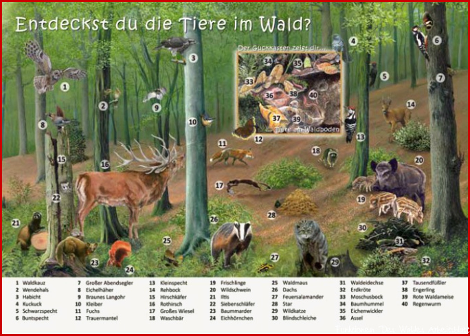 Entdeckst du Tiere im Wald