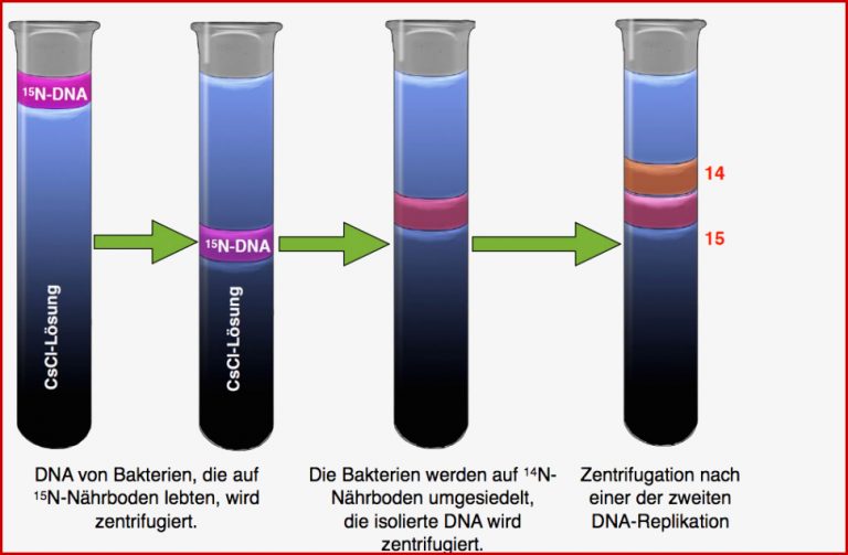 Entdeckung der semikonservativen Replikation