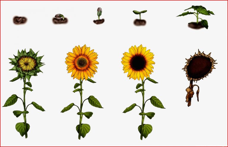 Entwicklung der Sonnenblume