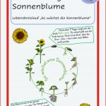 Entwicklung Der sonnenblume Lebenskreislauf