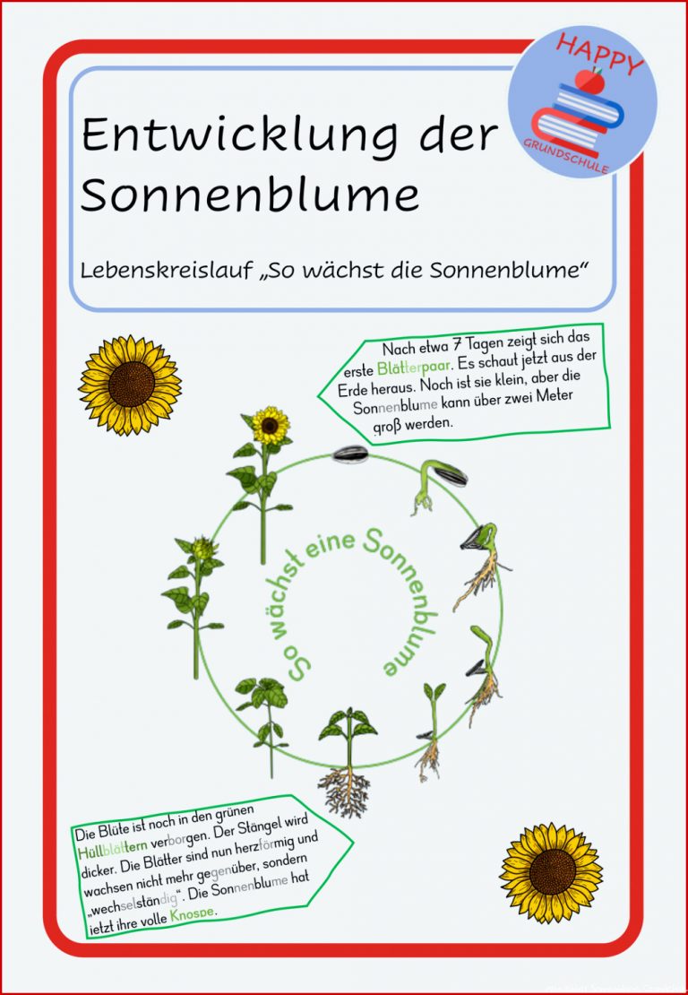 Entwicklung Der sonnenblume Lebenskreislauf