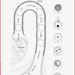 Entwicklung Des Menschen Arbeitsblatt Pdf