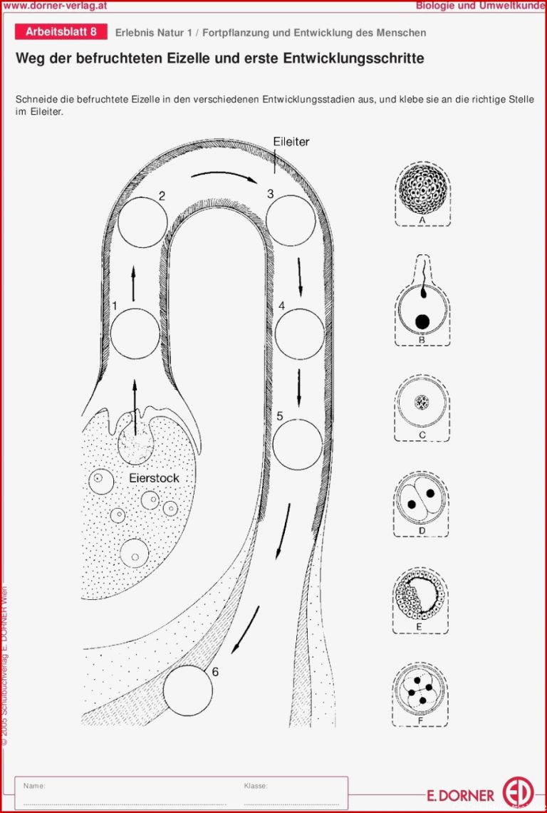 Entwicklung Des Menschen Arbeitsblatt Pdf